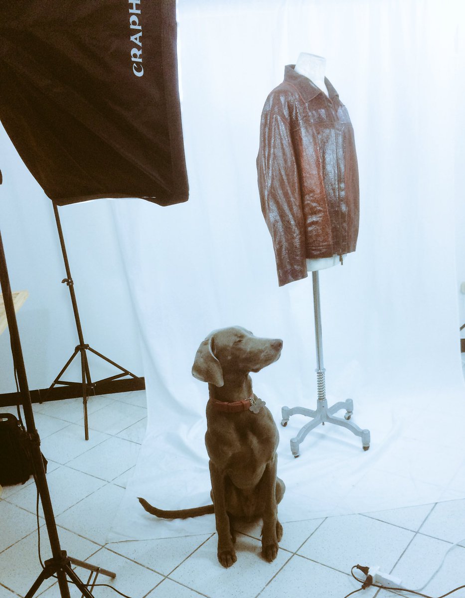 PippoBr's tweet photo. Scusa Achille, se ti sposti riesco a fotografare la giacca 😂😂😂🐶😘 #weimarainer #dedecouture #vintageclothing https://t.co/z7H0h2OKaz