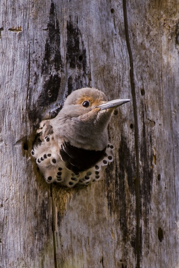 Northern #flicker getting ready to fledge. It's like #BestSpots in 3D! Taken in #Turnbull Nat. Wildlife Refuge, #Washington #woodpecker