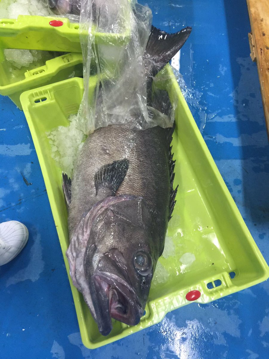 PGotanegra's tweet photo. Preparando pescados de Alto Nivel para @EstimarZafra del Cap de Creus al corazon de BCN #Empordà #gastronomia #bcnborngourmet #topfish @peix https://t.co/GjiXMveT7b