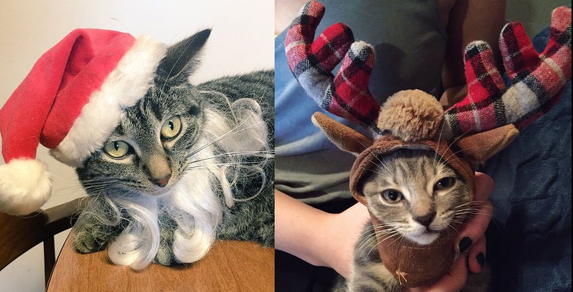 breadedcats tweet picture