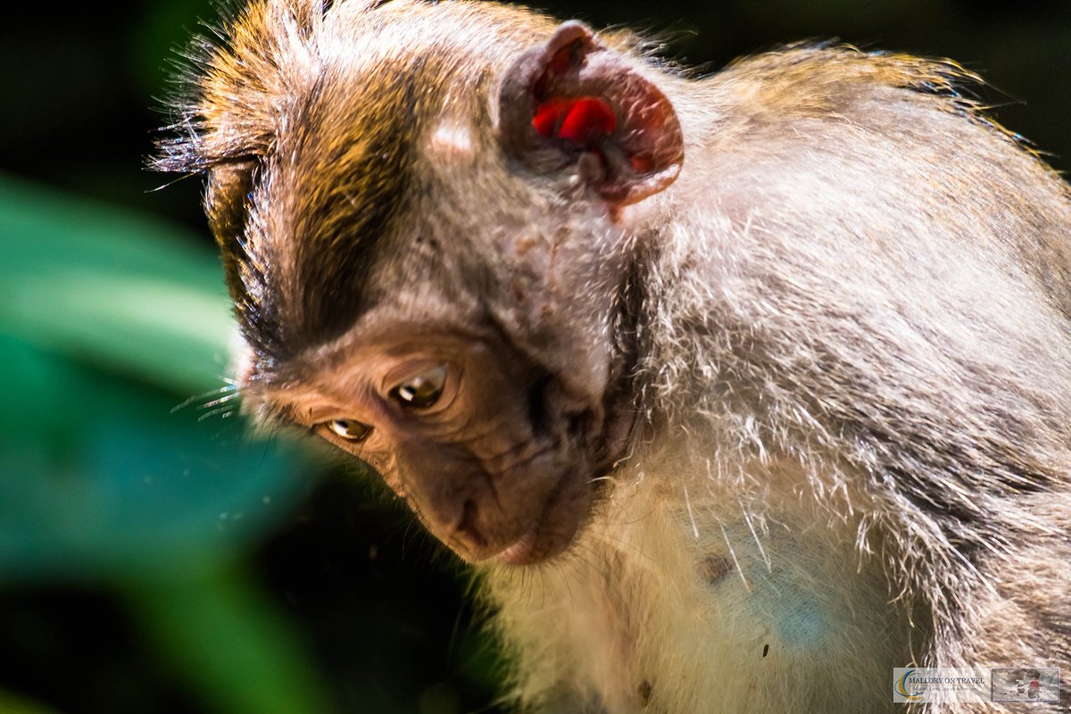 MalloryOnTravel's tweet photo. Monkey Business at Sacred Monkey Forest Sanctuary, Bali https://t.co/vKLxrhqKt2 #ttot #wildlife #photography https://t.co/d3aarFkywY