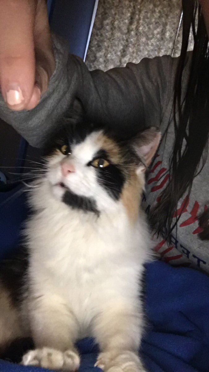 Shai Major® tweet media