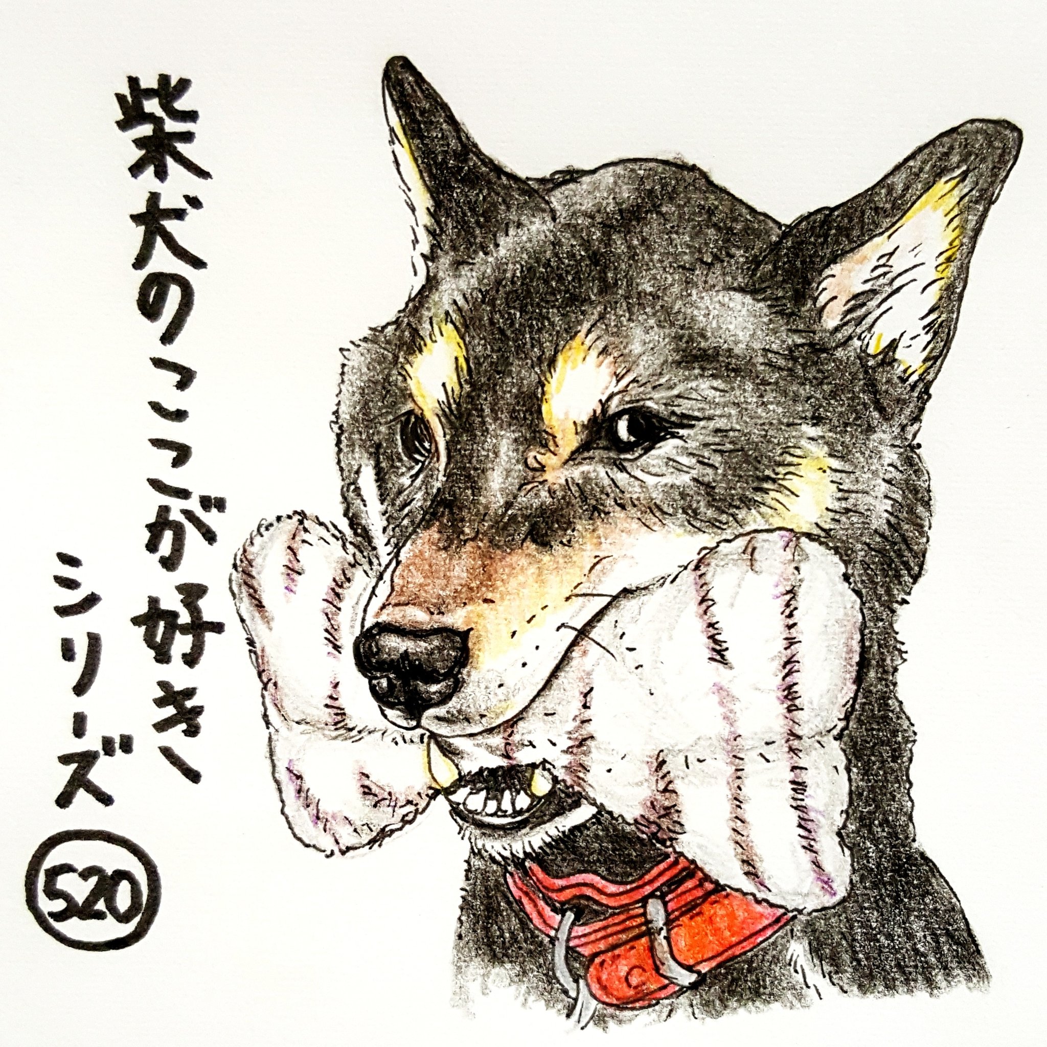 ここ柴 Twitterissa おもちゃの使い方を間違っているとこ それ たぶん横向きにくわえるんちゃうかな あごしんどくないかい 柴犬のここが好き ここ柴 柴犬 イラスト T Co Fnd2yv4rhn Twitter