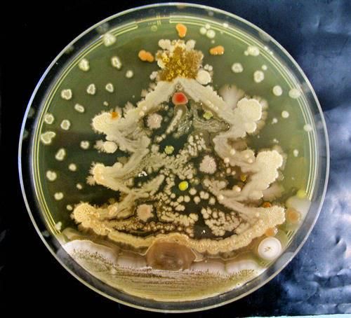 JohnMCutter's tweet image. This is how we tell that the holidays are near while working in the pathology labs...