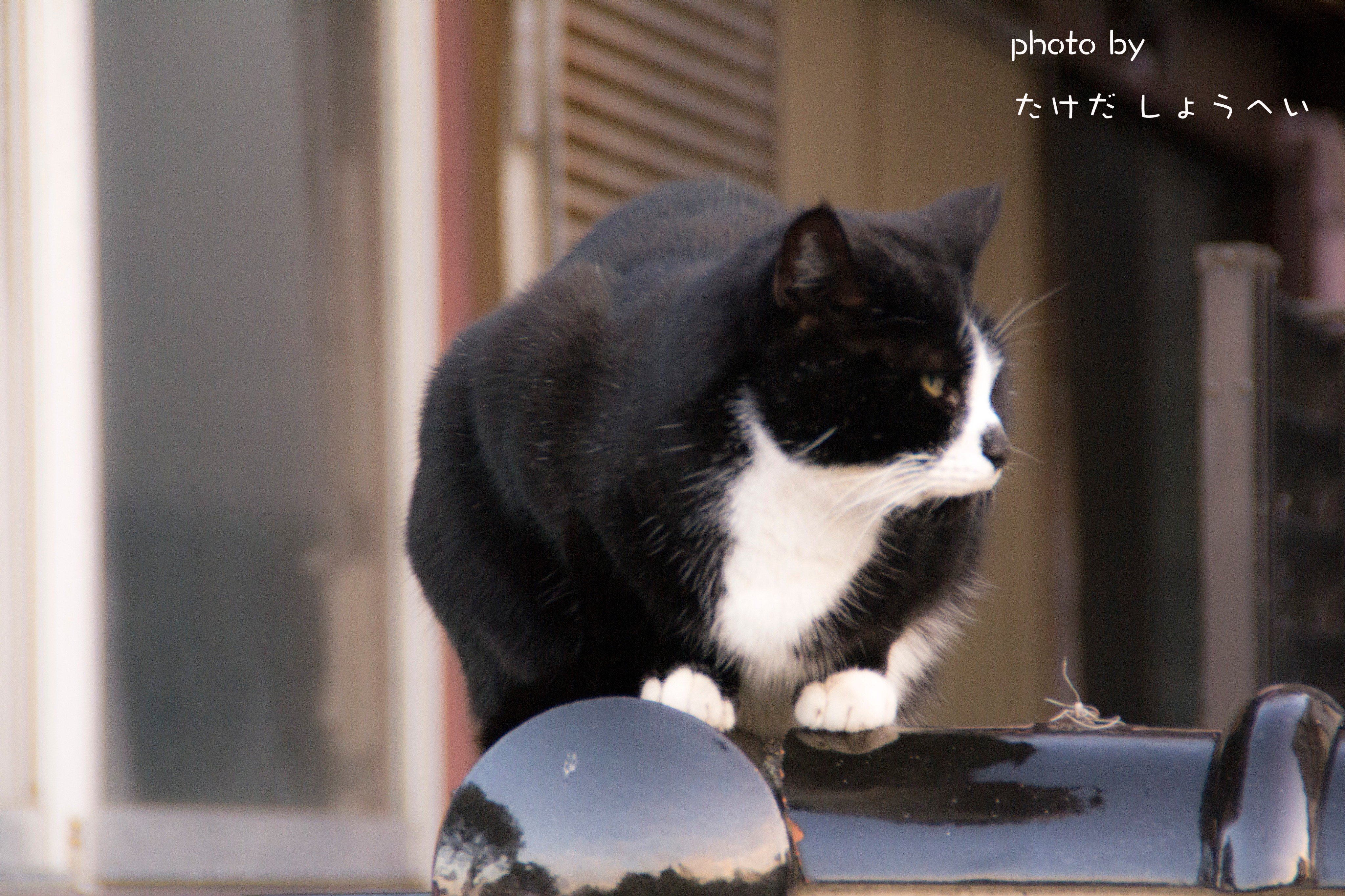 江ノ猫 Twitter Search Twitter