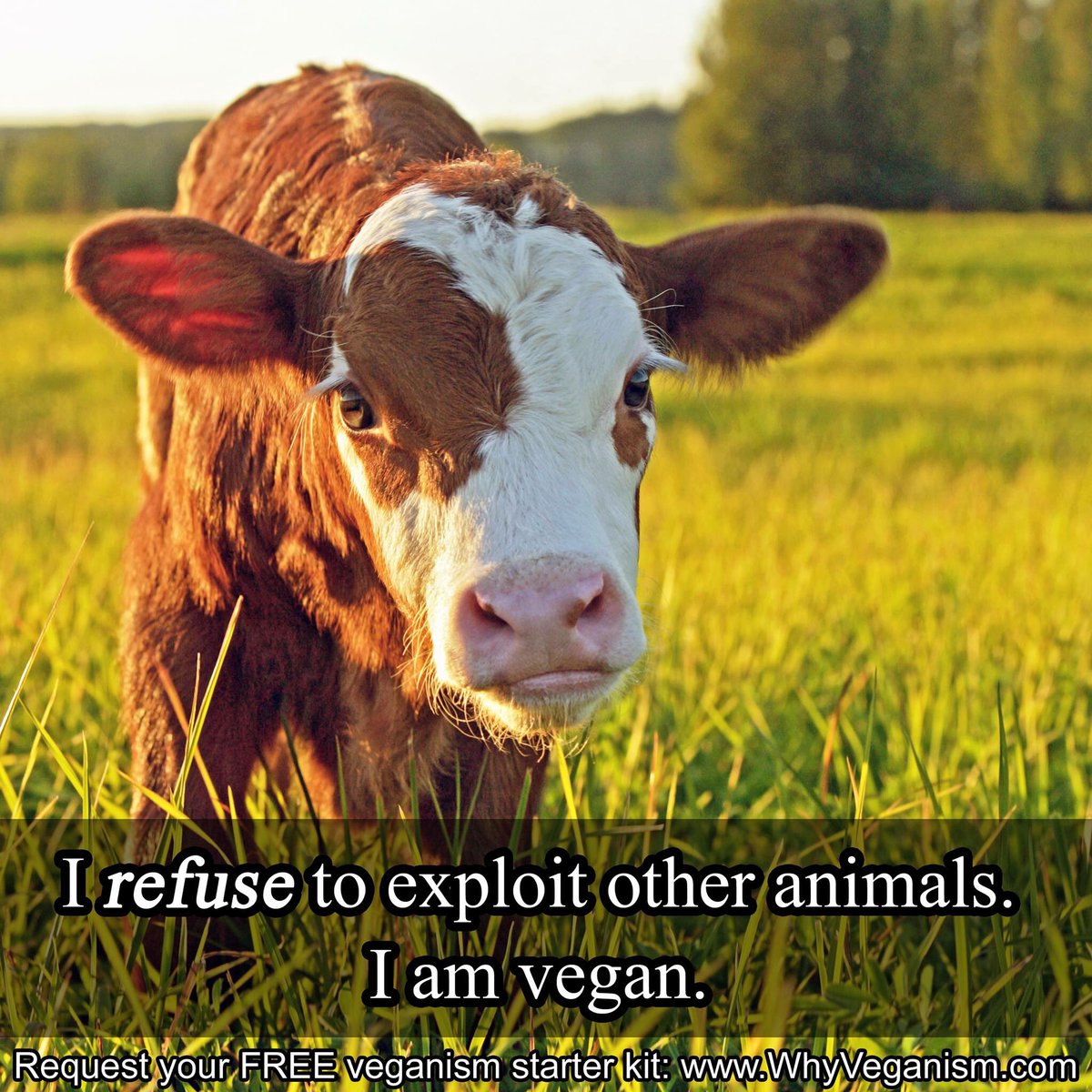TAVSdotorg's tweet photo. I *refuse* to exploit other animals. I am vegan.

Request your free veganism starter kit: https://t.co/1S8v2xvuw0

#veganism #vegan #tavs https://t.co/cRJAHmL2mB