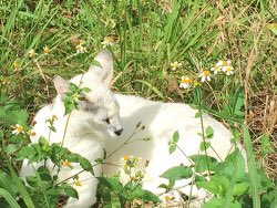 SeriousStrange's tweet photo. Tonga and Pharaoh are thought to be the only two white servals in the world. https://t.co/zHsulPHbUo