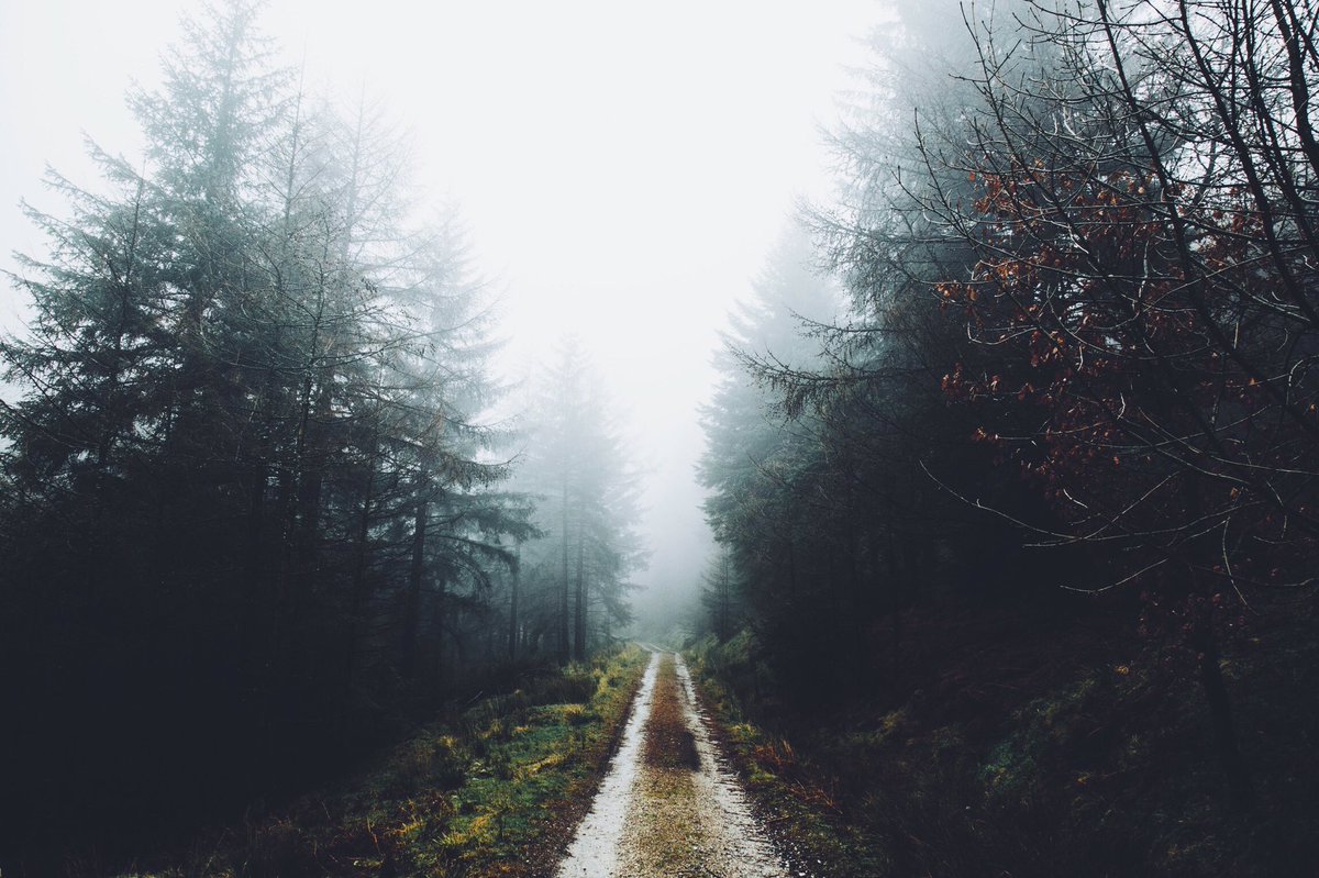 adventurful's tweet photo. Moody forests 🌲 https://t.co/6tBWkiqZDh