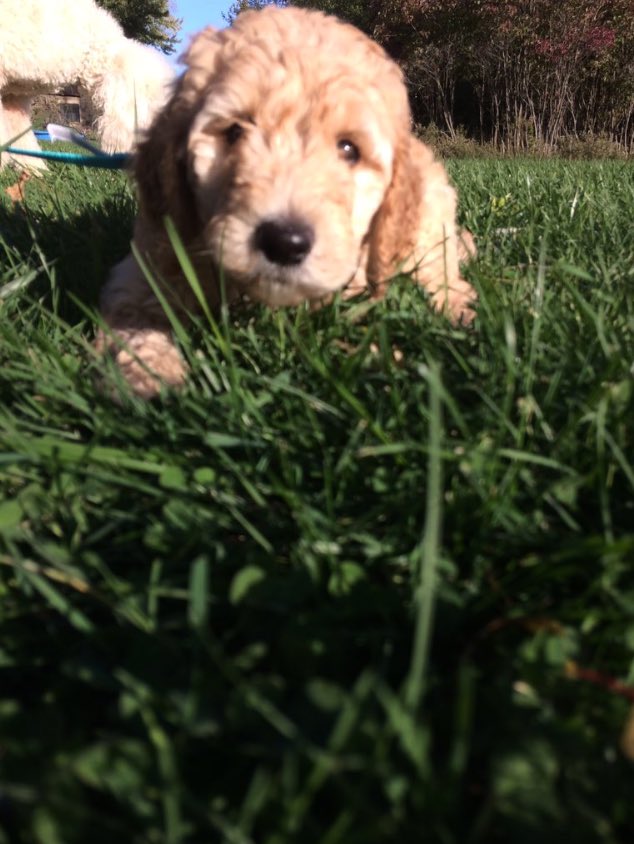 Cute_PupsDaily's tweet photo. Mimi!! 😍 From @JuJu14forever https://t.co/wgUgQNtyXh
