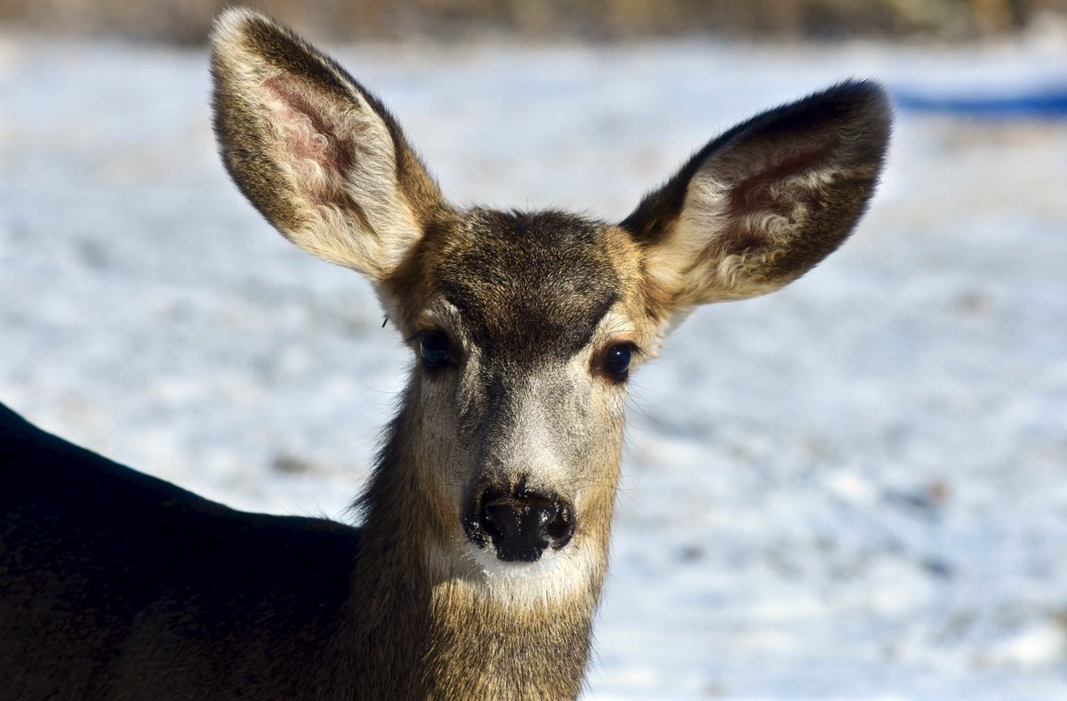 GingerHRobinson's tweet photo. #CloseUp: #Face of a #Fawn, #FrigidMorning, #Colorado, 8Dec16. https://t.co/apU1Vvtn95