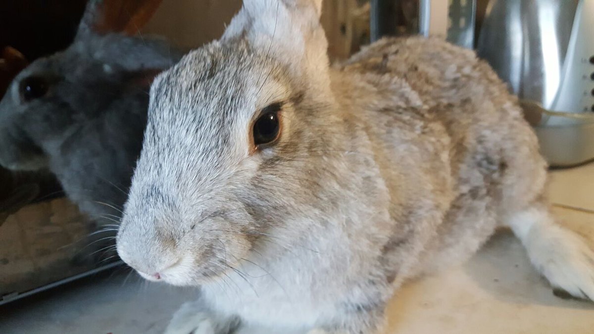SeekerEducatio1's tweet photo. We're all about saving the world #bunny #world #saving #seeker https://t.co/4XyfuGV70Q