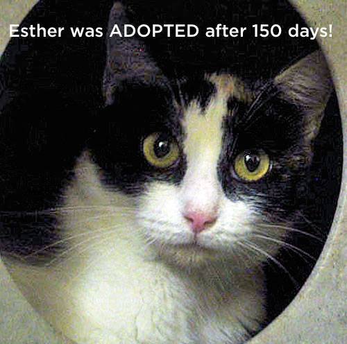 10NewsHunt's tweet image. Straight to the heart. All adoptions are free until Dec. 24th at SDHS. Please retweet and help other loving animals. @sdhumane