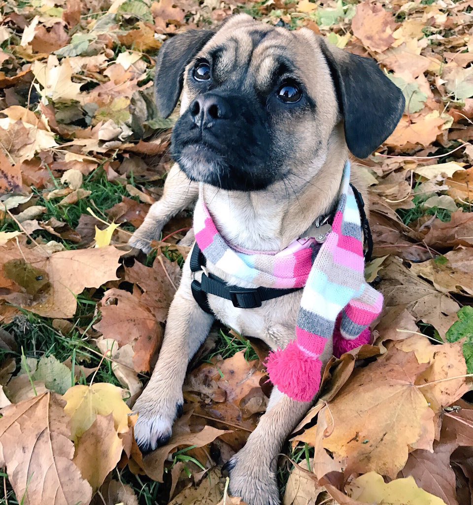 L_A_Wonderland's tweet photo. @ParagonPet Great competition! Would love this bundle for my Riley! 🐶🎁 https://t.co/ff91uXi9jZ