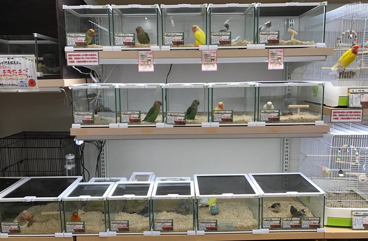 ペットプラザ 門真殿島店 鳥さんたちがたくさんいます 雛が多く懐いてくれている仔達ばっかりです カラーも渋めから鮮やか 真っ白 など豊富です 右上にいる外に出ている仔はアイドル店長のだっしーが散歩中です 雛 鳥 小桜インコ
