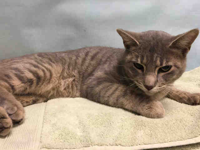 NYCDEATHROWCATS's tweet photo. PLEASE SHARE!! FRANCE - A1099244 - Please Share:HIT BY CAR ...

Follow me here for more info and status updates: https://t.co/hT5ilOS4l9 https://t.co/bw42izsZoj