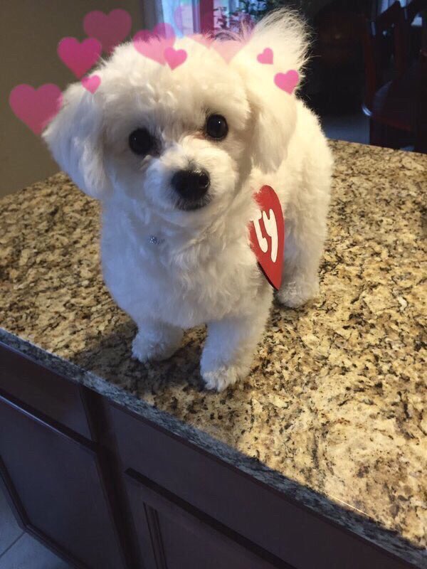 AnimaIsInNature's tweet image. omg this is so cute