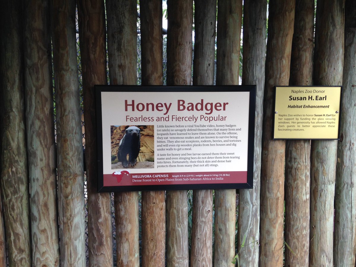 MsMeehan2000's tweet photo. We πhoney badgers, too! π@VOEPanthers #CollierScience #ccpssuccess #ccpssteam #napleszoo https://t.co/3WIK4GNMEe
