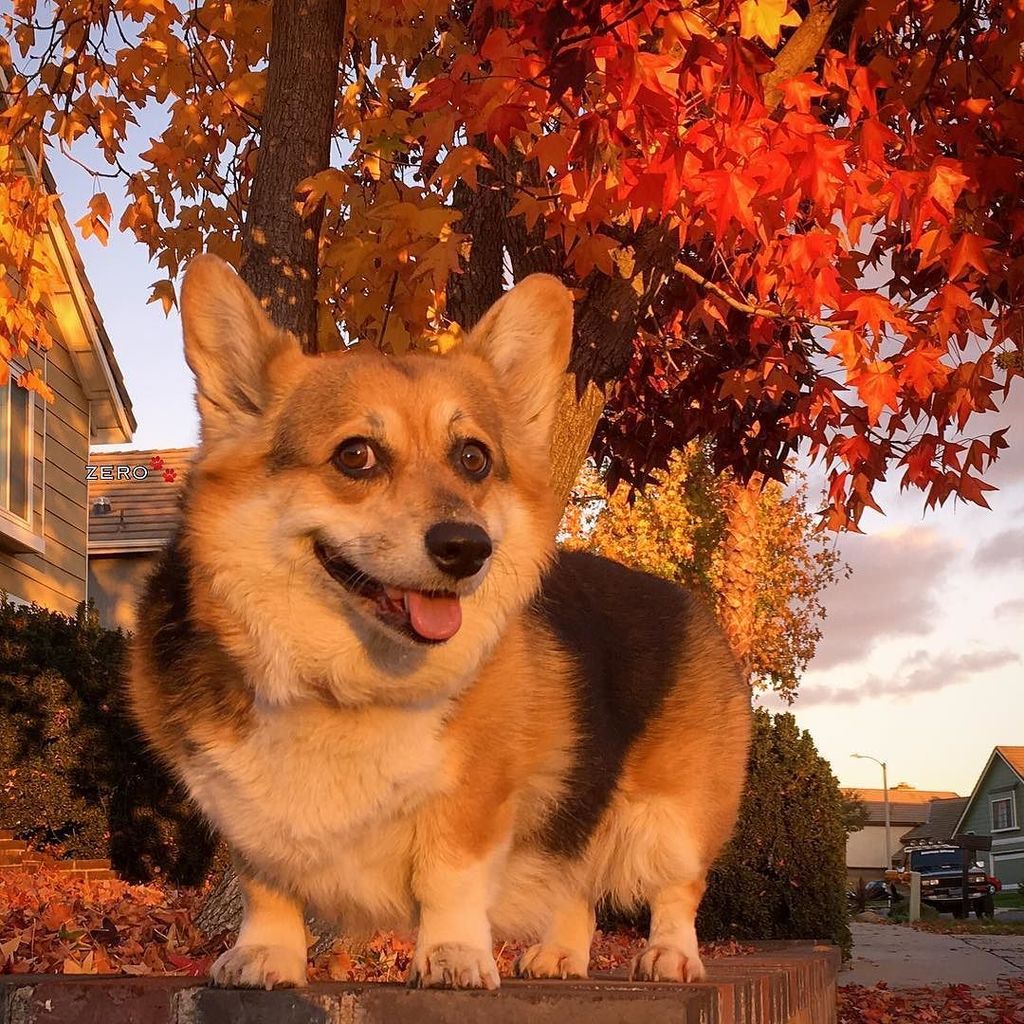 corgi_zero's tweet photo. 🍁I feel like a nice, red autumn... 🍁
#MarilynMonroeQuotes #MagicMonday #LadyInRed #ThisGir… https://t.co/gqplh8X0f1 https://t.co/FrZXVew5P9