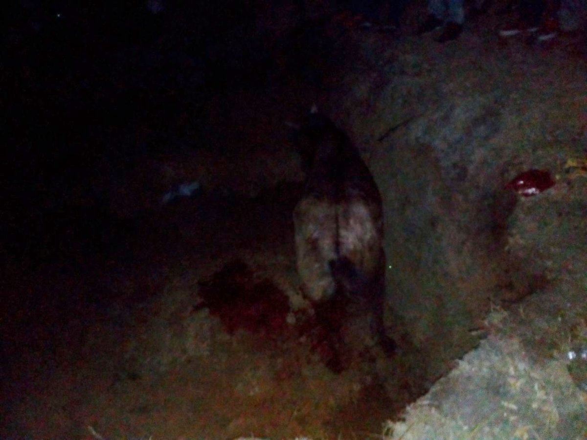 PlataformaALTO's tweet photo. Aberrante: Caballo herido en corralejas de Sahagún, fue enterrado vivo en un hueco.
Exigimos #NOMásCorralejas #NOMásOlé.
Vía @SahagunEnLinea https://t.co/it7x2KOWB4