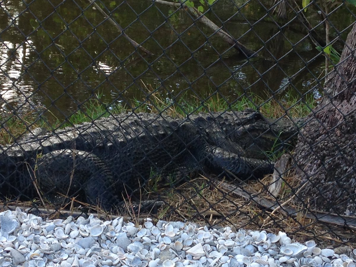 MsMeehan2000's tweet photo. Just laying around! Right up close! @VOEPanthers #ccpssuccess #ccpssteam #CollierScience #napleszoo https://t.co/rr1VwuvcV0