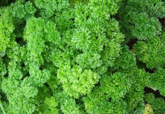 ckpark1101's tweet image. 좋아요 RT @cleanwrap_co: [#크린랲 식품Tip]
건강에 많은 도움이 되는 채소!
생각보다 훨씬 건강에 좋아요 ^ㅇ^
#건강에좋은채소
blog.naver.com/cleanwrap_co/2…