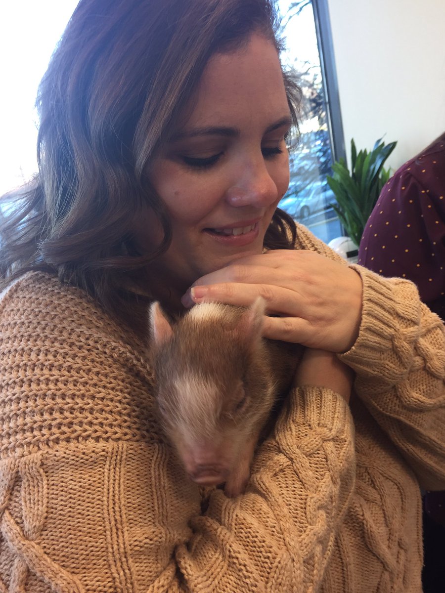 alicat0301's tweet image. Piggies in the office today! #bestjobever #smarttuition #smarttuitionpiggieday