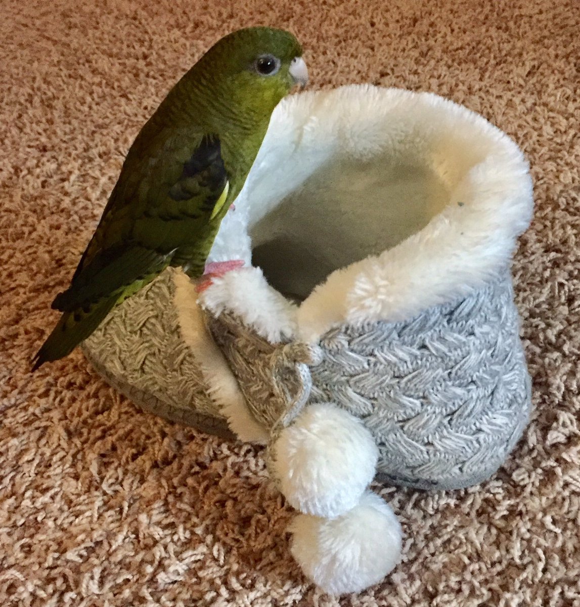 AreaApartment51's tweet photo. Bootie season yet...?
#birds #pets #lineolated #WinterWonderland https://t.co/3a5l2S2TnT