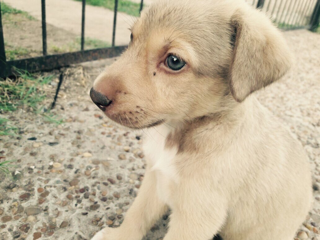 roger_paloma's tweet photo. Tienen aprox 2 meses. Son todos machos. Necesitan familia y amor ❤️ , los dejaron en la calle. Porfa difundir 🙏🏽😞 https://t.co/BLEASIlxMs