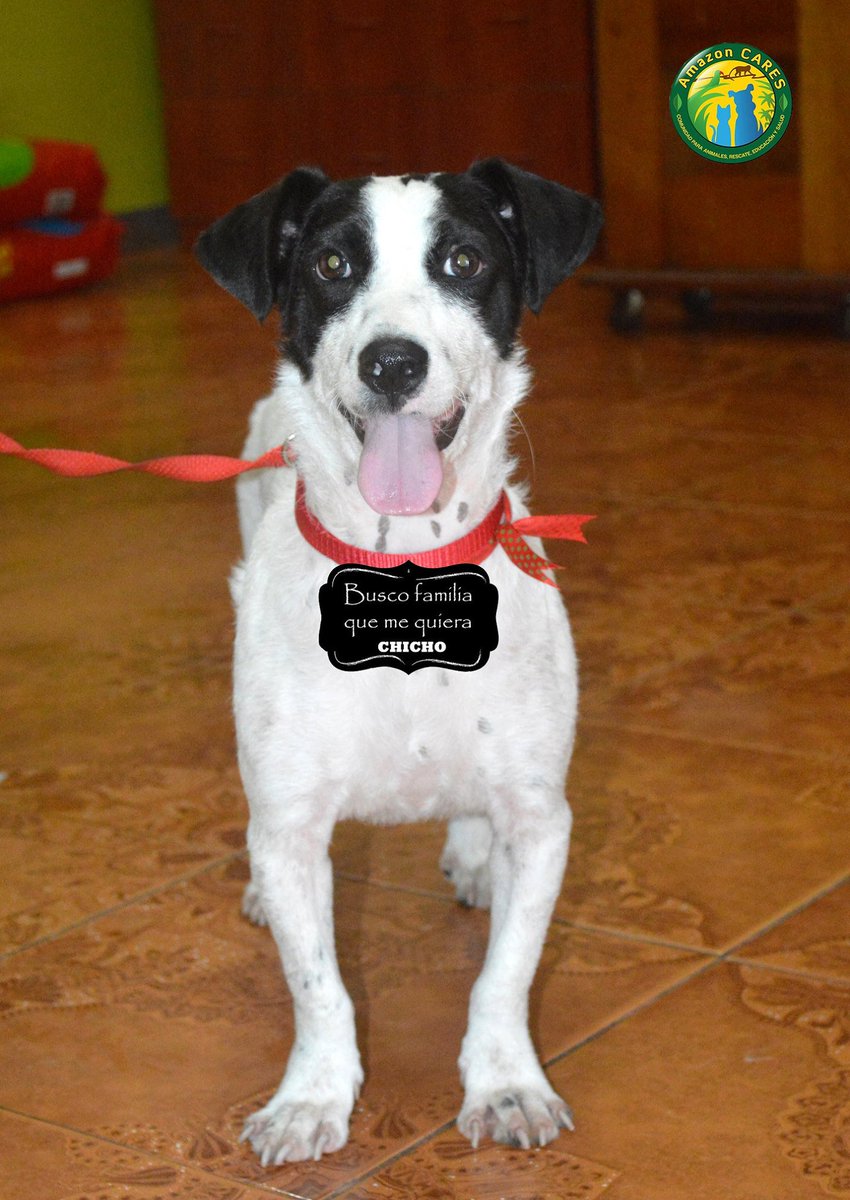 #RescueDog Chicho is asking for his own family! PLEASE HELP @AmazonCARES continue! mo.nu/4cvR?uid=4fxY #nokill