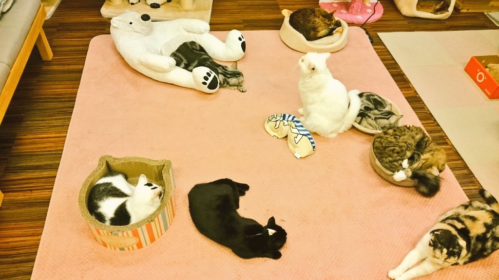 鈴木ネコ 宣伝 大阪堺市にある猫カフェ ゆる猫 さんにて ゆる猫ちゃんステッカー販売中ですฅ ﻌ ฅかわいい猫たちに癒やされた後は ぜひ推しニャンを連れて帰って下さいね 猫 猫グッズ 猫カフェ イラスト 堺市 Cat Art T Co