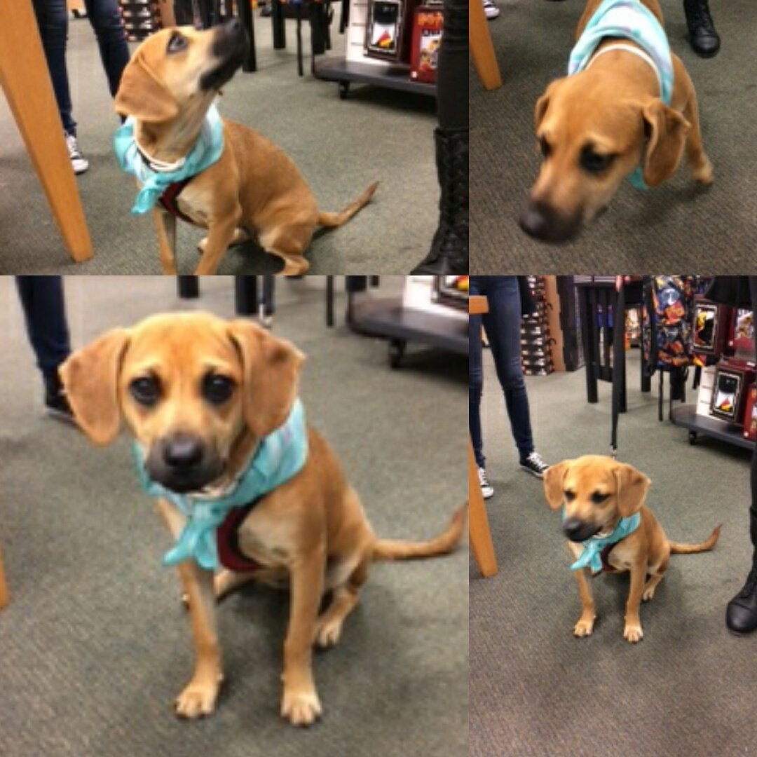 BNOtayRanch's tweet photo. Here is Nala wishing you a Merry Christmas! #DEC19 #mondaymotivation #bndogs #bn #dogsoftwitter #Puppies #dogsarelove #bngiftgoals #animal https://t.co/8bSyHC659f