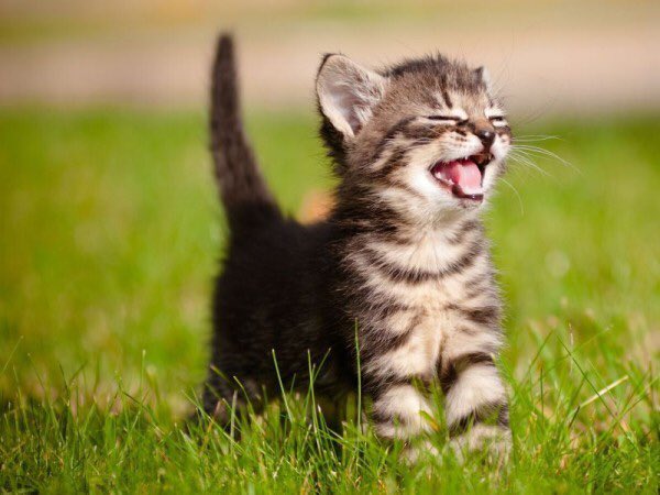 zeitensprache's tweet photo. #KatzenStattSpekulation https://t.co/Q1TH7EfZ10