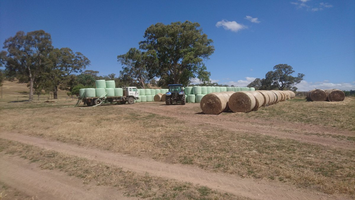 RickGladigau's tweet photo. Son has done well on #schoolholidays,  easier than carting 1000's small squares when I was his age #hay16 https://t.co/yALGDybwpM