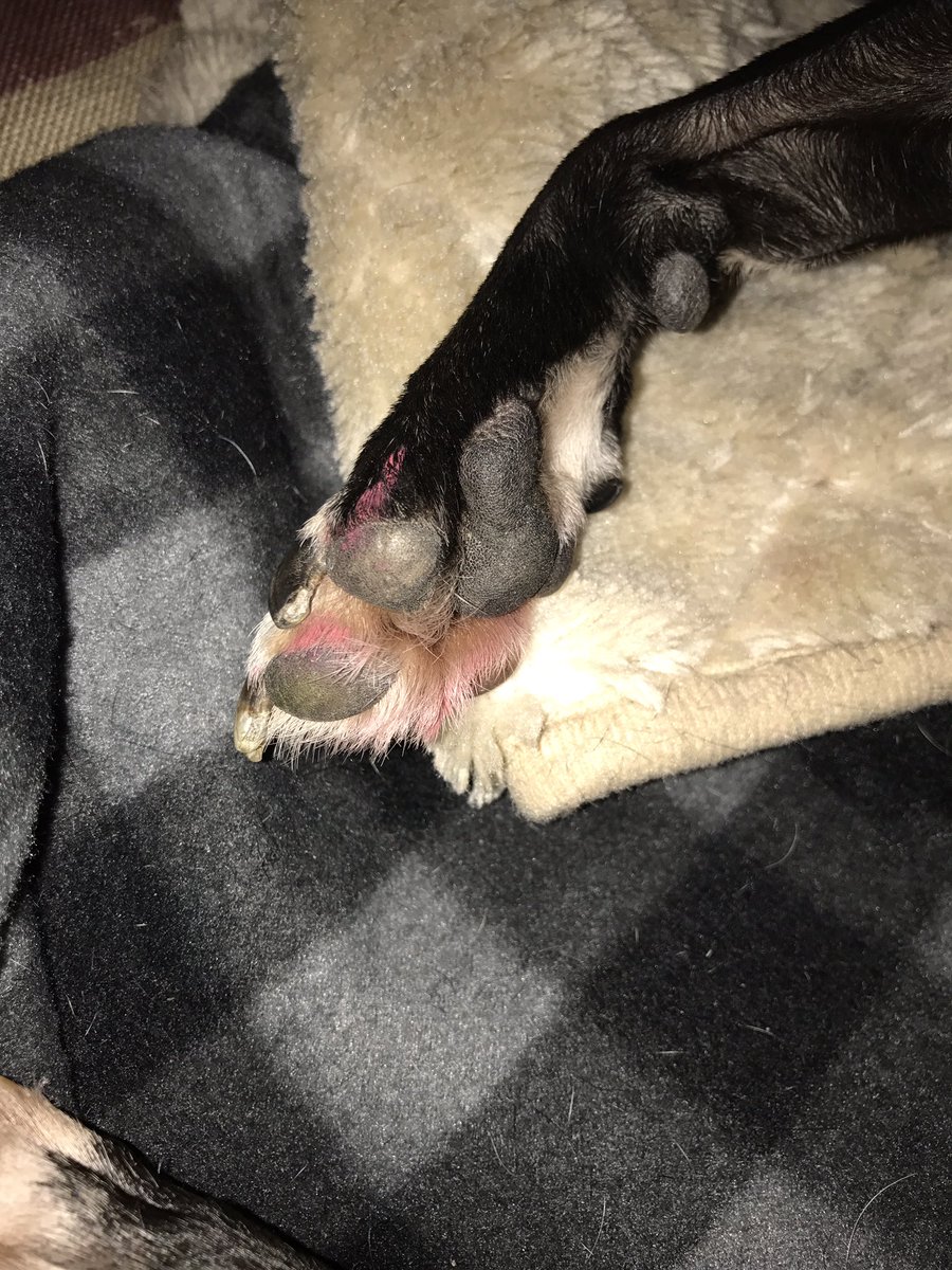casuallypetite's tweet photo. When your dog eats your @Sephora birthday reward that came in the mail today... #guiltypaws #marcjacobs #bostonterrier #ugh #sephora https://t.co/A0ax9Uw21a