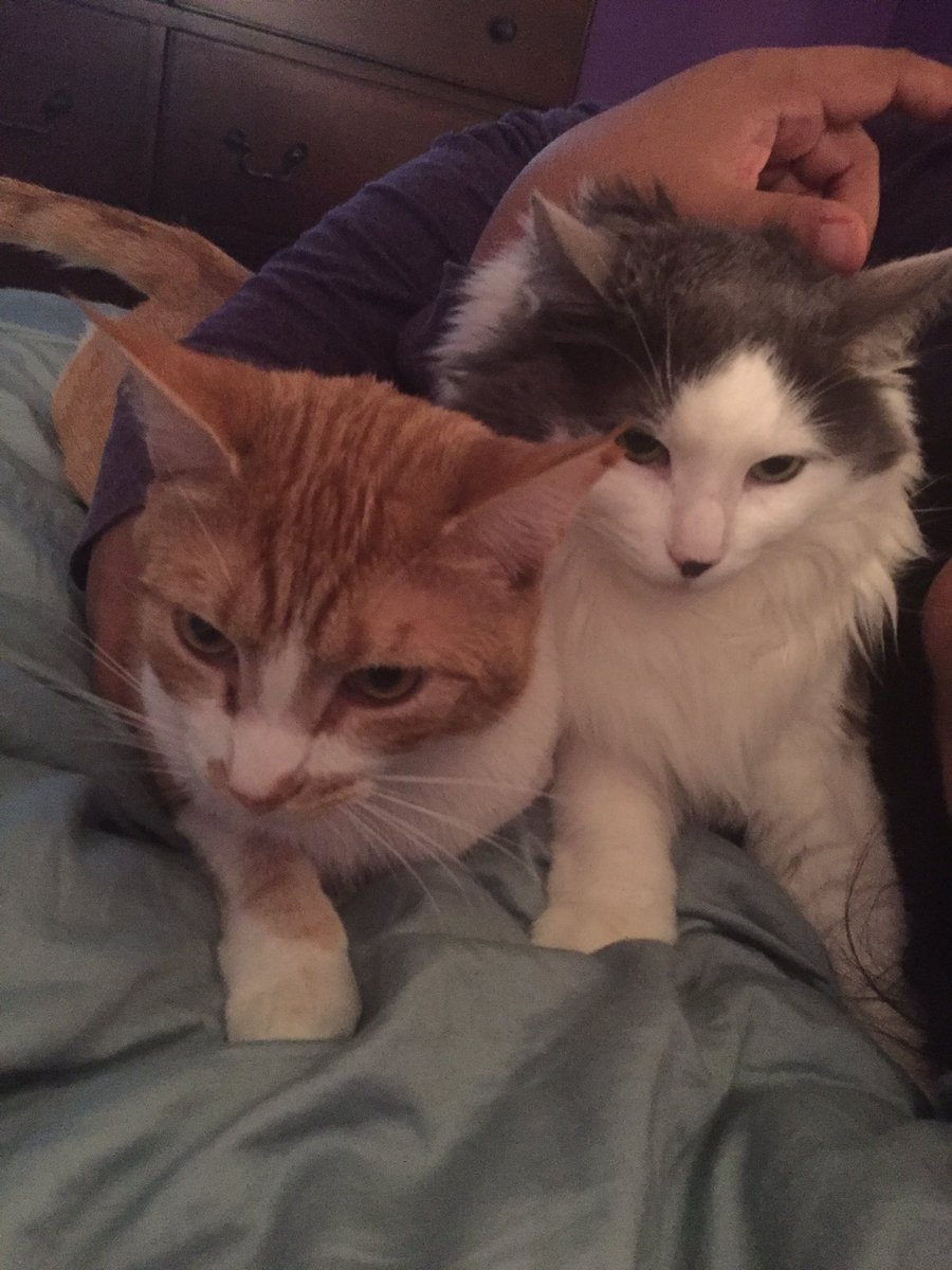 ponygal1986's tweet photo. @CUTEST_ANlMALS #CheetoTheCat #QueenSnoopy My babies π»π»ππ https://t.co/l9uGvo1d1d