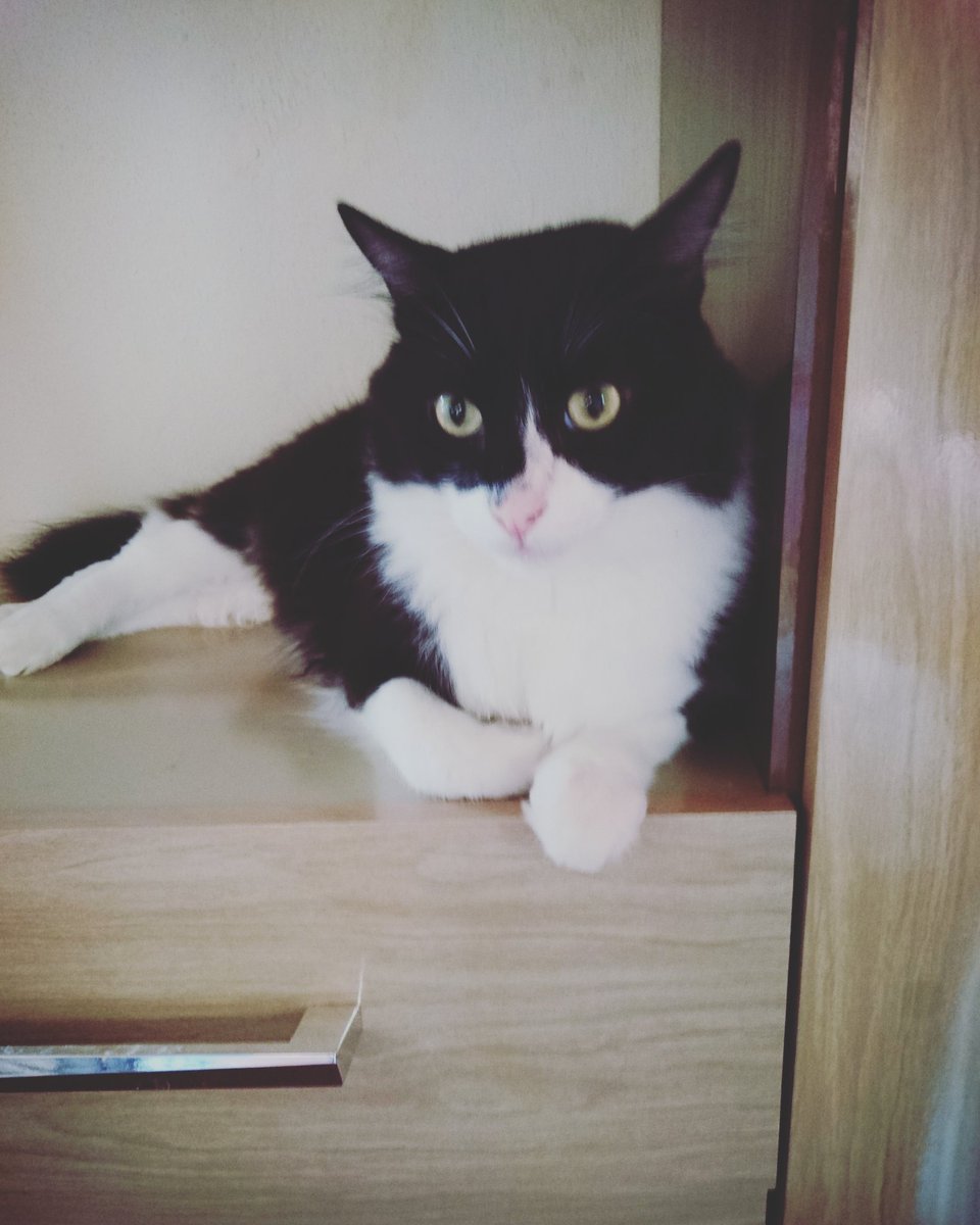 mtkirsikka's tweet photo. #cats #BruceWayne https://t.co/UVirs1uNH5