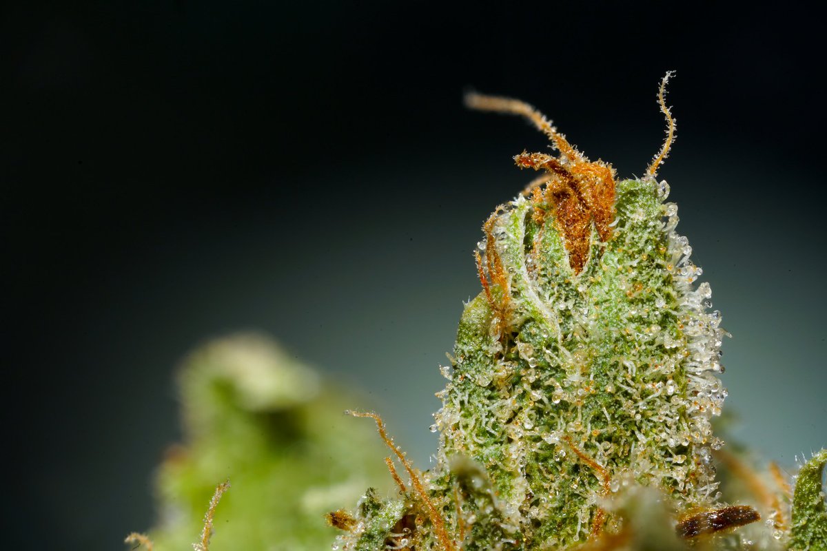 Ifightcats's tweet photo. Mystery Strain | Ifight Cats | Flickr https://t.co/YOpCSdA2Lo #mmj, #cannabis, #macro, #macroweed, #weedstagram | https://t.co/dvSZuPFNNQ