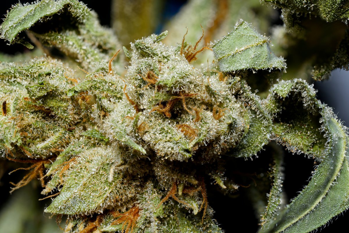 Ifightcats's tweet photo. Mystery Strain | Ifight Cats | Flickr https://t.co/0pN2kil4Px #mmj, #cannabis, #macro, #macroweed, #weedstagram | https://t.co/LQ6RP0h7Ox