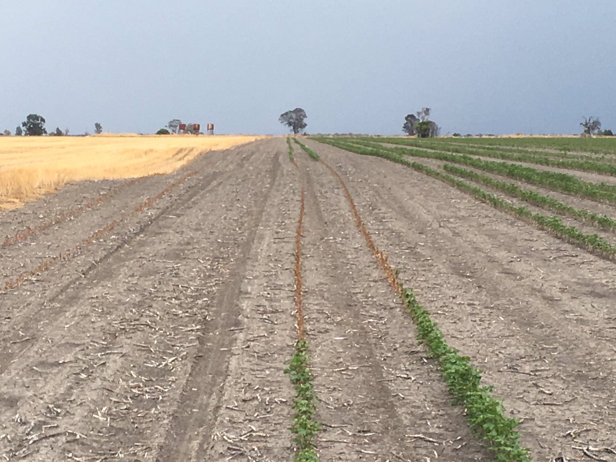 More #Rutherglenbug damage in #drylandcotton #Cotton17