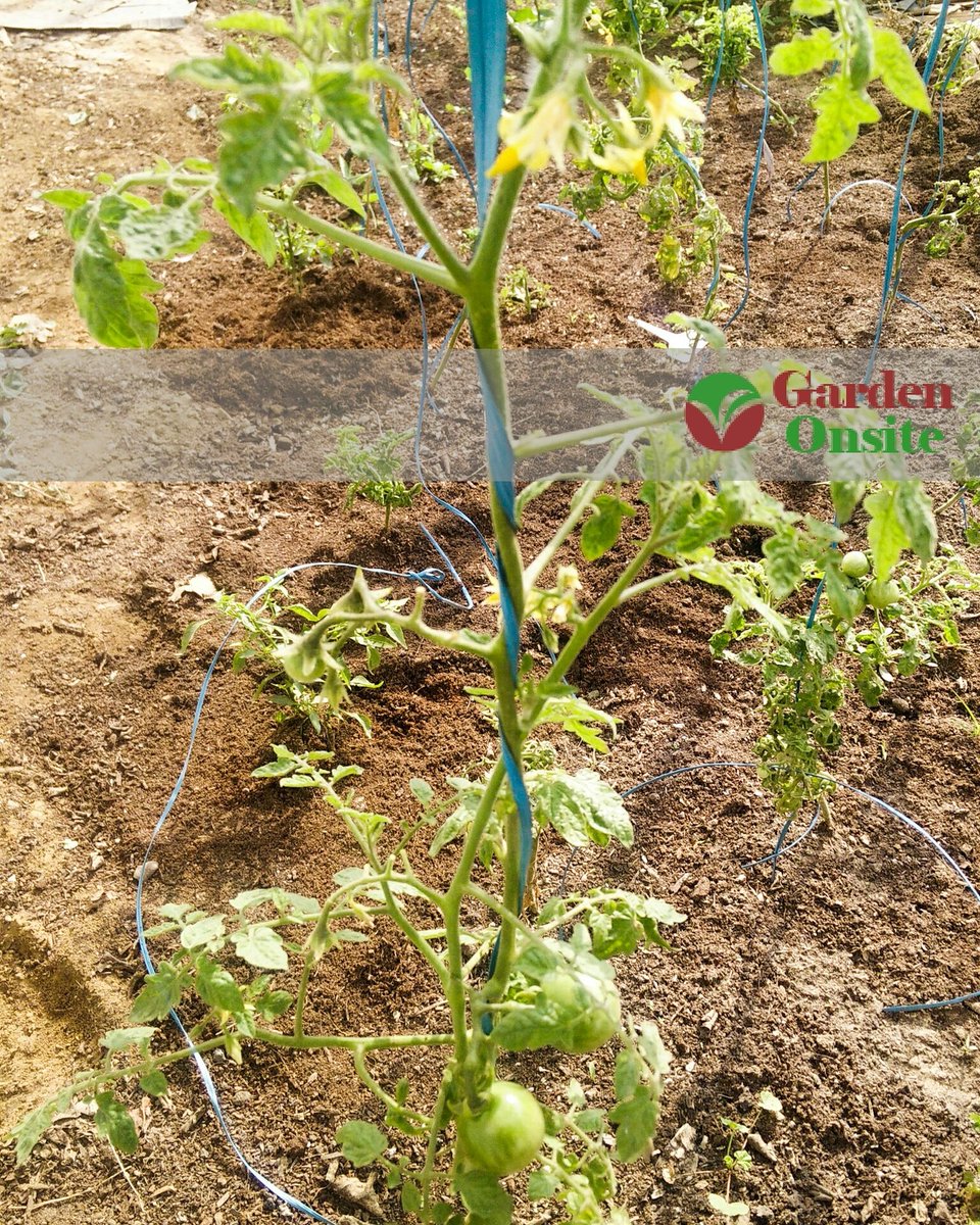 gardenonsite's tweet photo. Training your #tomato plants to #growVertically makes them healthier, more productive and more presentable
#gurgaon #gardenCenter https://t.co/rfg5KcdSNg