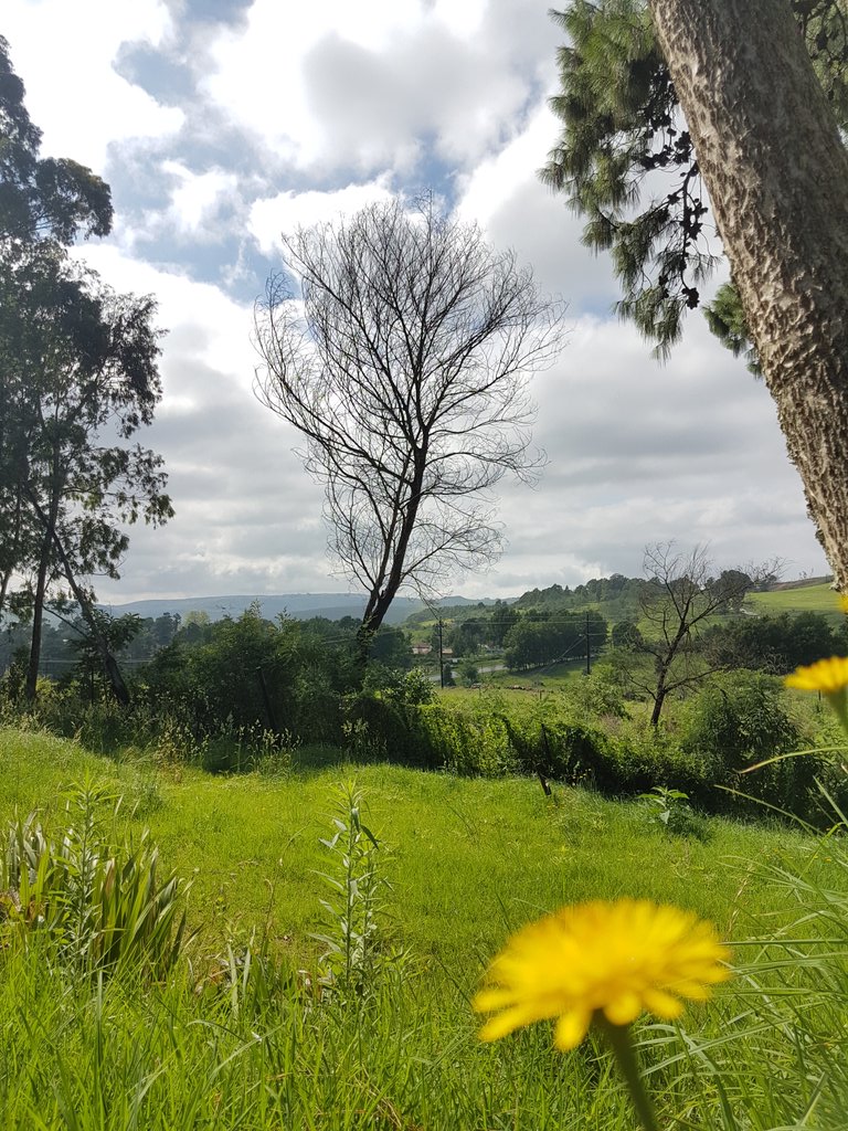 Monique_PR_'s tweet photo. Herd of #Nguni cows amble past #Bulwer mountain, loving the #summer sunshine &amp; lush fields of #KwaZuluNatal
I ❤ #cows #GottaLuvKZN 🇿🇦 https://t.co/GO5nnVmfMd