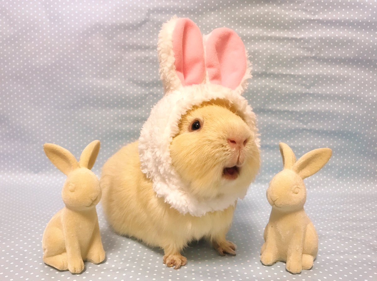 もるぺうす 念願のモルうさぎちゃんʢ ꇵ ʡ そしてきんときバージョンʢ ꇵ ʡ きんときは白 ニッコリ ねこうさぎちゃん かわいいかわいいねこうさぎちゃん モルモット コスプレ系モルモット コスプレ Guineapig Cavy T Co Q8veqrgfvi