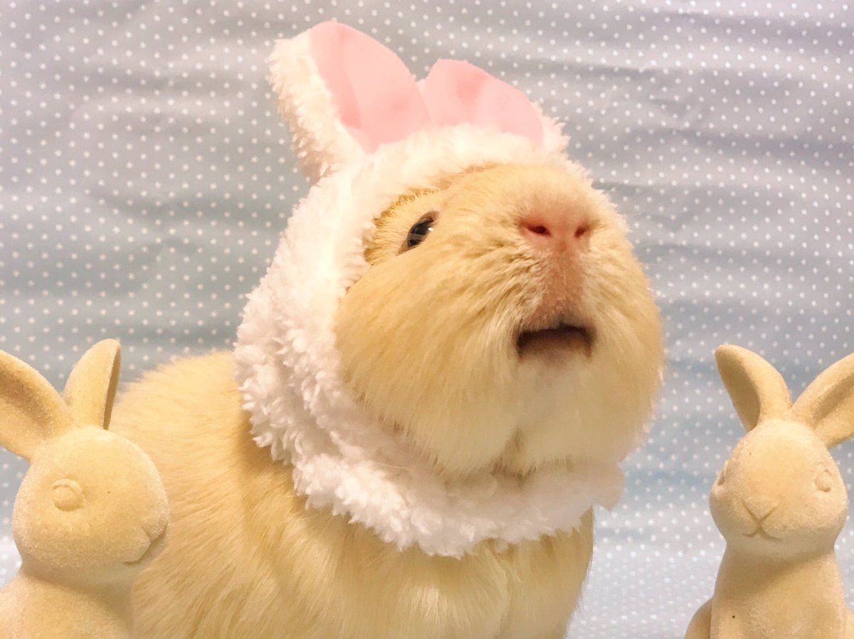 برچسب かわいいかわいいねこうさぎちゃん در توییتر