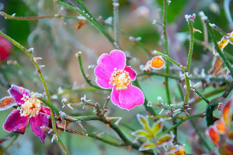 バラの花言葉 Twitter Search Twitter