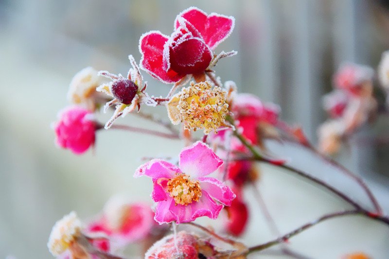 バラの花言葉 Twitter Search Twitter