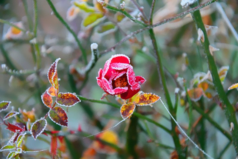 バラの花言葉 Twitter Search Twitter