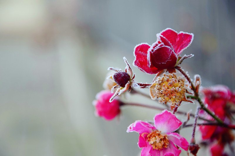 バラの花言葉 Twitter Search Twitter