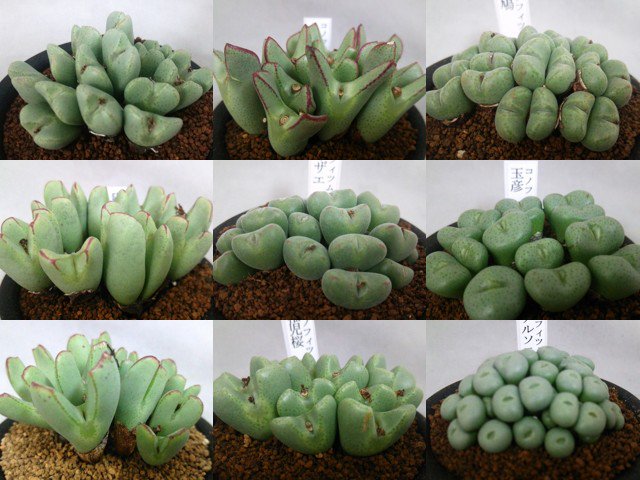 ট ইট র ジャパネット田中 本日紹介する植物たちはコチラ 生ける宝石 コノフィツム 各種1000円 玉型メセンと言われる独特のフォルムをした 種類になります また休眠 脱皮 擬態など まるで動物や昆虫のような奇妙な生態を持ってつ文字通り変態植物 ট ইট র ジャパネット田中 本日紹介する植物たちはコチラ 生ける宝石 コノフィツム 各種1000円 玉型メセンと言われる独特のフォルムをした 種類になります また休眠 脱皮 擬態など まるで動物や昆虫のような奇妙な生態を持ってつ文字通り変態植物
