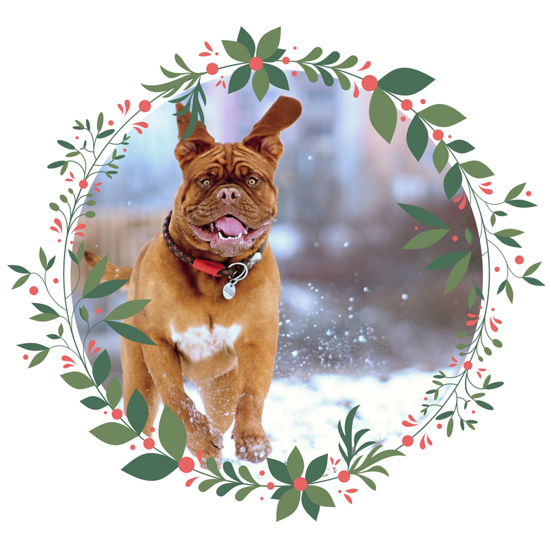 Because fur babies love #Christmas too. Here's our #giftguide2016 for #dogs! bit.ly/2hVEkU2