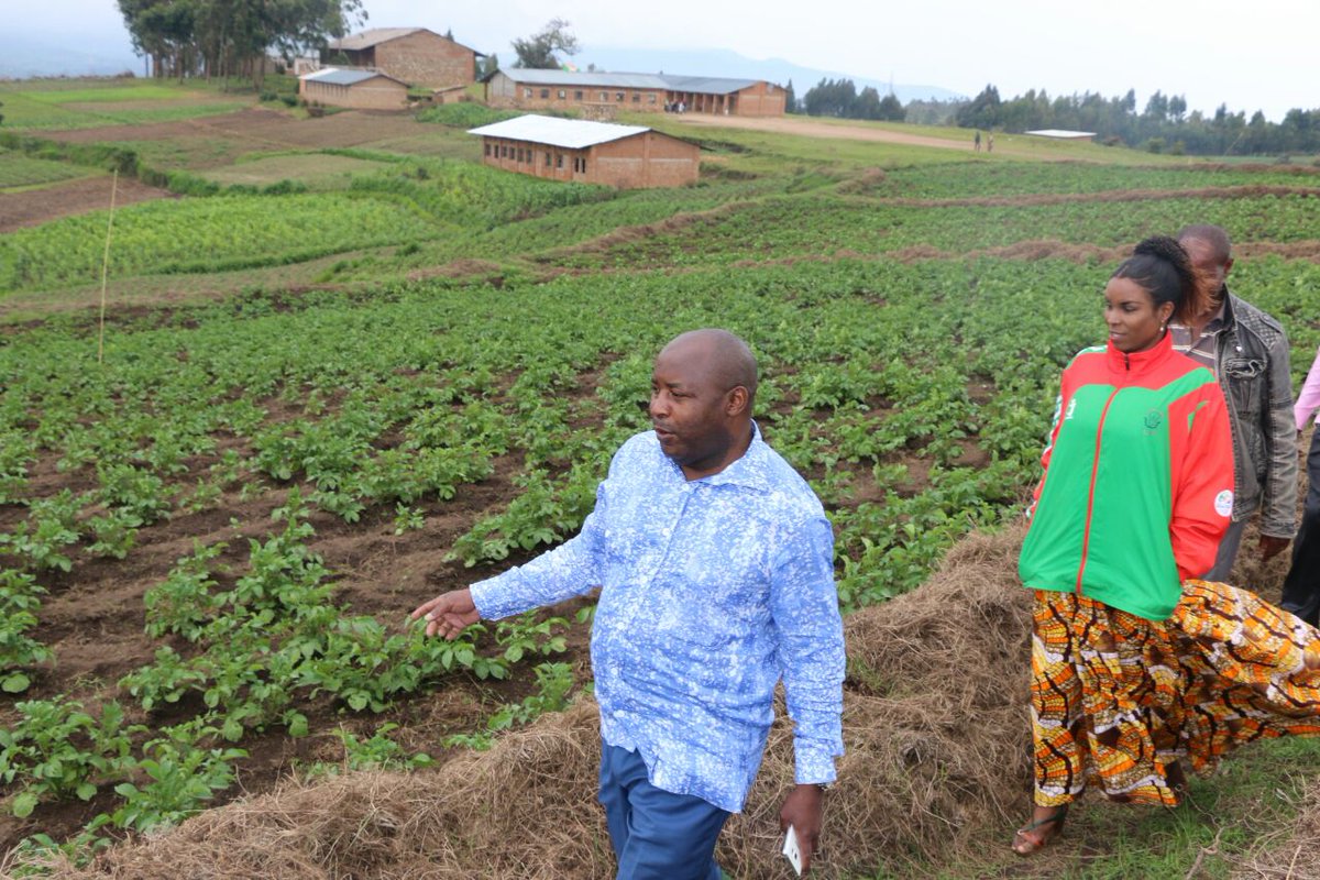 Mon champ de pommes de terre (4ha) sur la colline #Mpehe de la zone Bugarama (<a href="/MuramvyaProv/">Province Muramvya</a>).Projet-modèle donnant  l'emploi à la population
